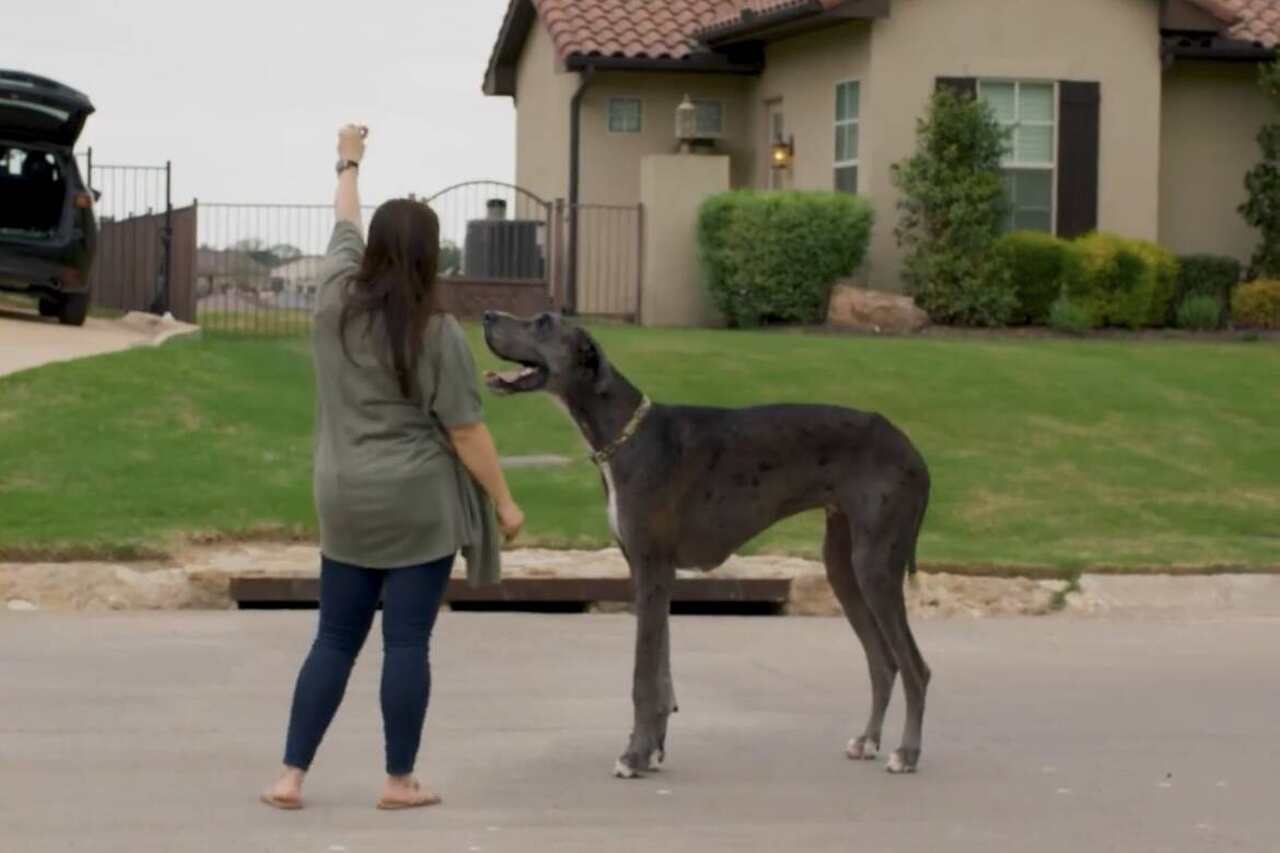 Zeus, cel mai înalt câine din lume, a murit la vârsta de 3 ani