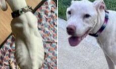 Cão desaparecido se reencontra com a família 10 anos depois