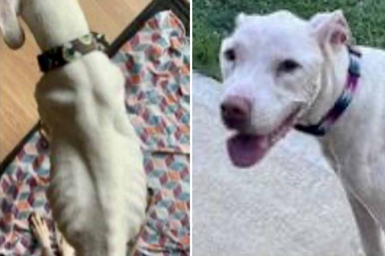 Cão desaparecido se reencontra com a família 10 anos depois