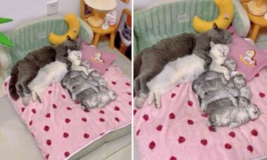 Vídeo: essa família de gatos dormindo é a coisa mais fofa que você vai ver nesta semana