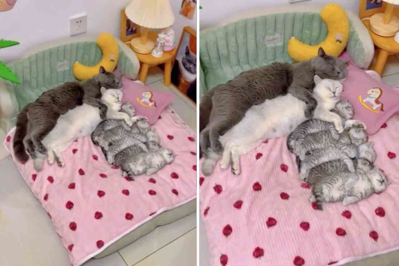 Video: Această familie de pisici care doarme este cea mai adorabilă lucrare pe care o vei vedea săptămâna aceasta