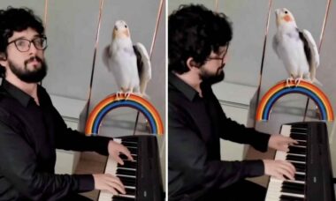 Pássaro faz belo dueto com seu dono pianista; assista ao vídeo