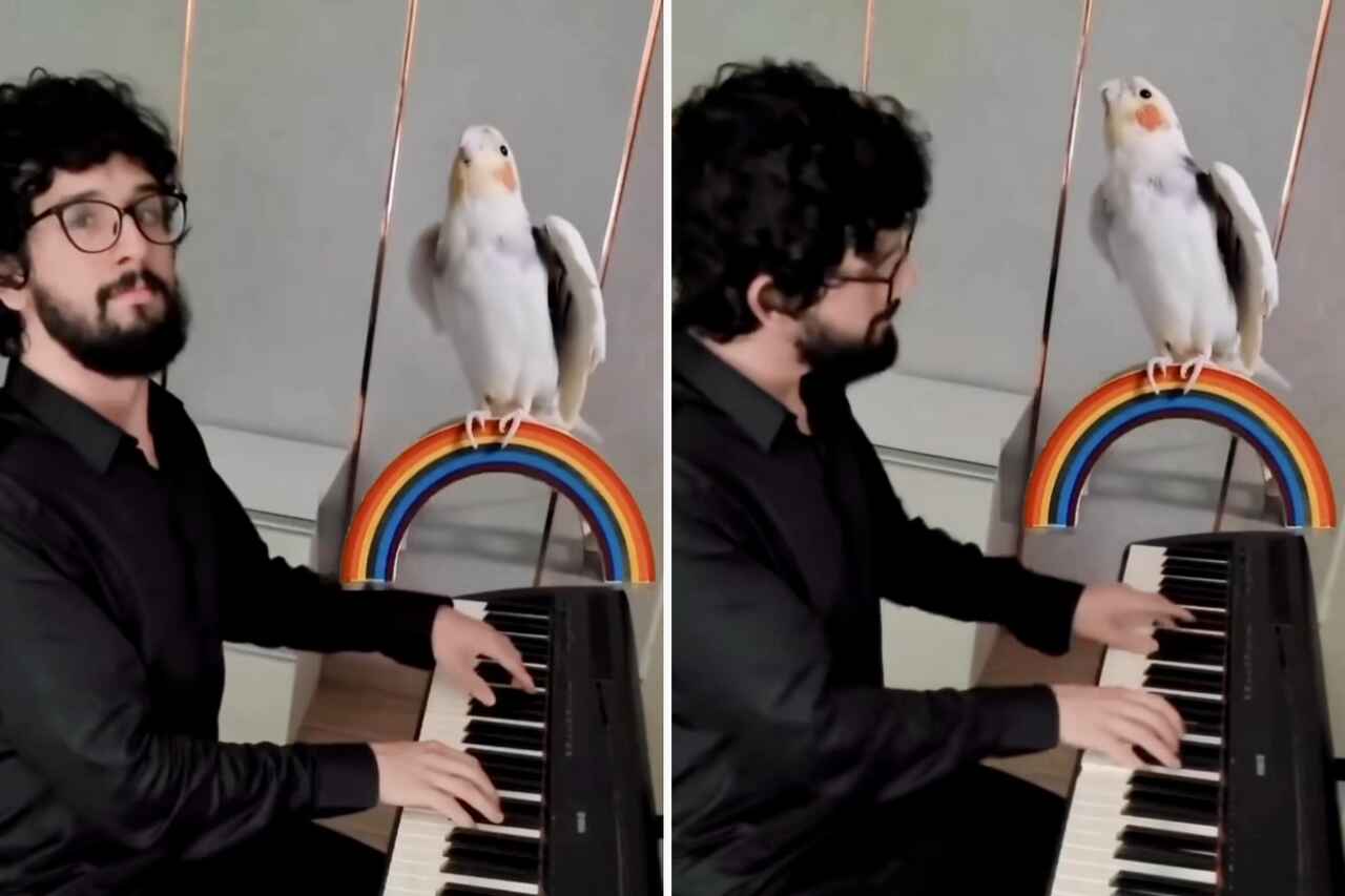 Lintu tekee kauniin dueton omistajansa, pianistin, kanssa; katso video