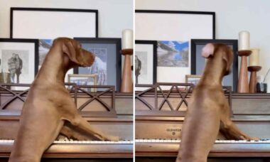 Você jamais assistiu a um vídeo com um cão tão bom ao piano