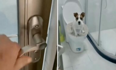 Vídeo: cão recatado é surpreendido por humano e pede discrição ao usar o banheiro