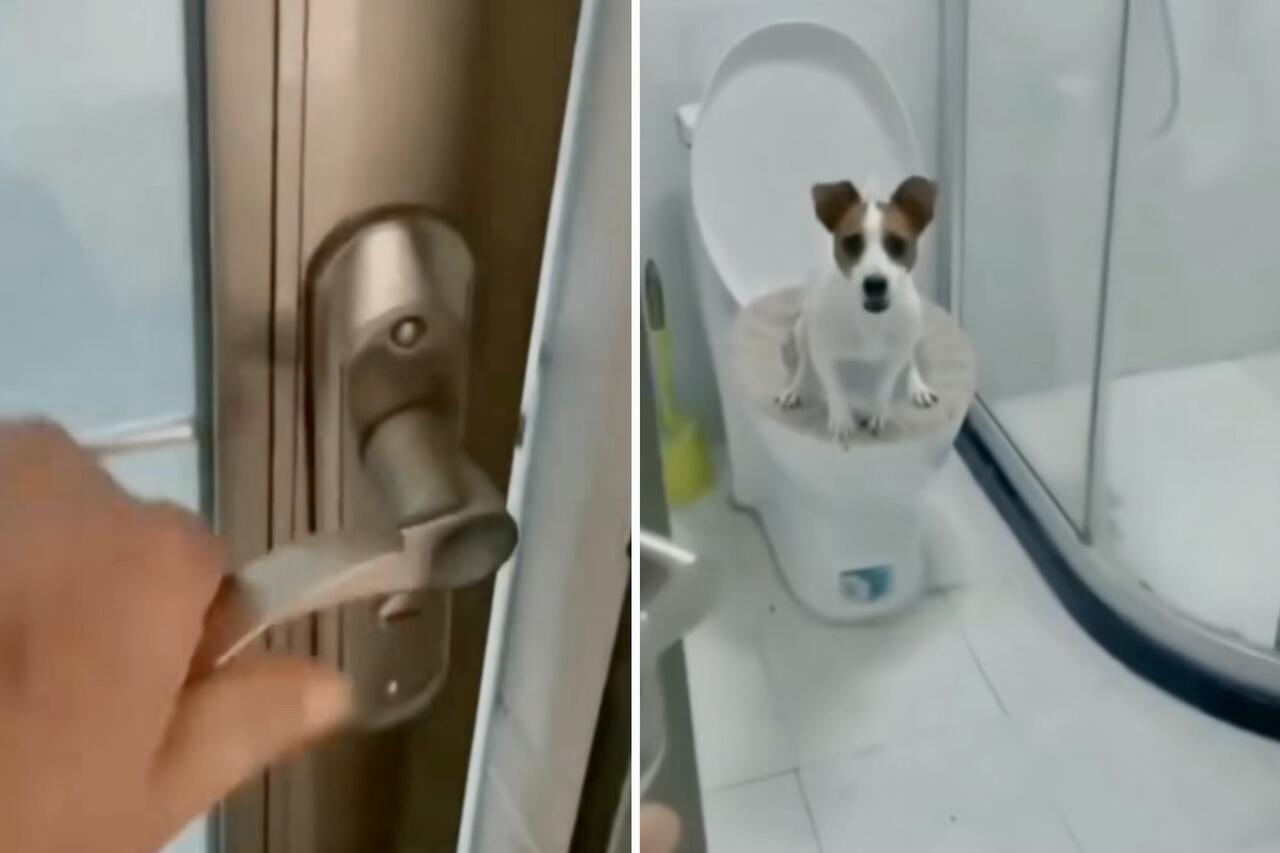 Wideo: skromny pies jest zaskoczony przez człowieka i prosi o dyskrecję podczas korzystania z toalety