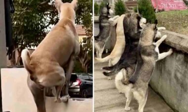 Vídeo: cães fofoqueiros fazem de tudo para ver briga na casa dos vizinhos
