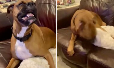 Vídeo hilário: conheça o cão com o espirro mais bizarro do planeta