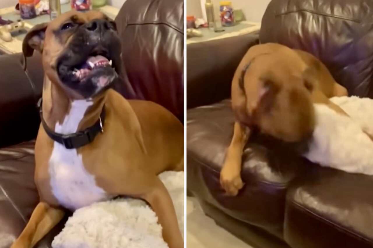 Video amuzant: Cunoașteți câinele cu cele mai ciudate strănuturi de pe planetă