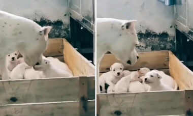 Mamãe cadela repreende filhote rebelde no meio da ninhada; assista ao vídeo