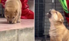 Vídeo hilário: cãozinho bilingue aprende a cantar como galo