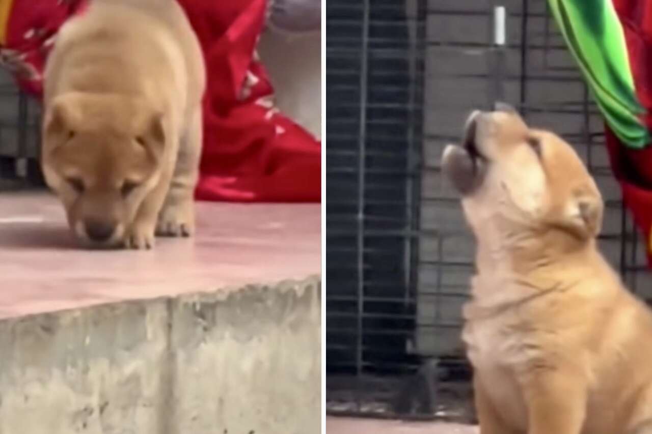 Grappige video: Tweetalige puppy leert kraaien als een haan