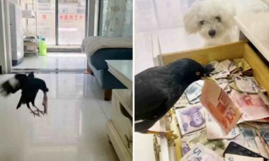 Vídeo mostra pássaro cleptomaníaco que está juntando uma fortuna