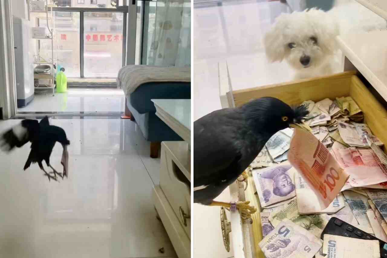 Video visar kleptomanisk fågel som samlar en förmögenhet