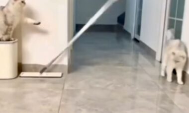 Vídeo hilário: gato tenta sacanear colega e quebra a cara
