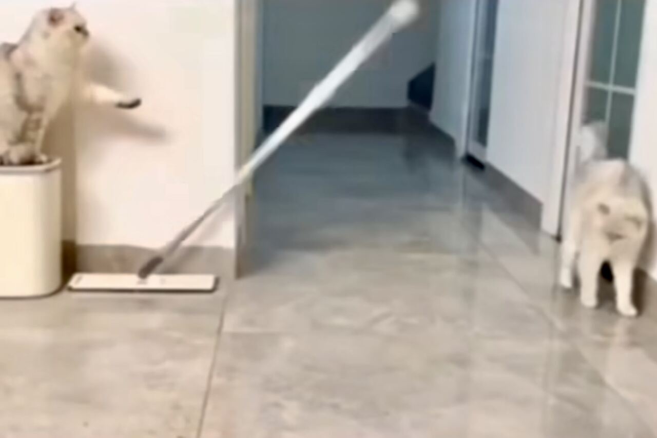 Video divertente: un gatto cerca di fare uno scherzo a un compagno e finisce per cadere
