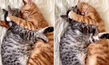 Vídeo fofo: dificilmente você vai encontrar casal de gatos mais apaixonado que esse