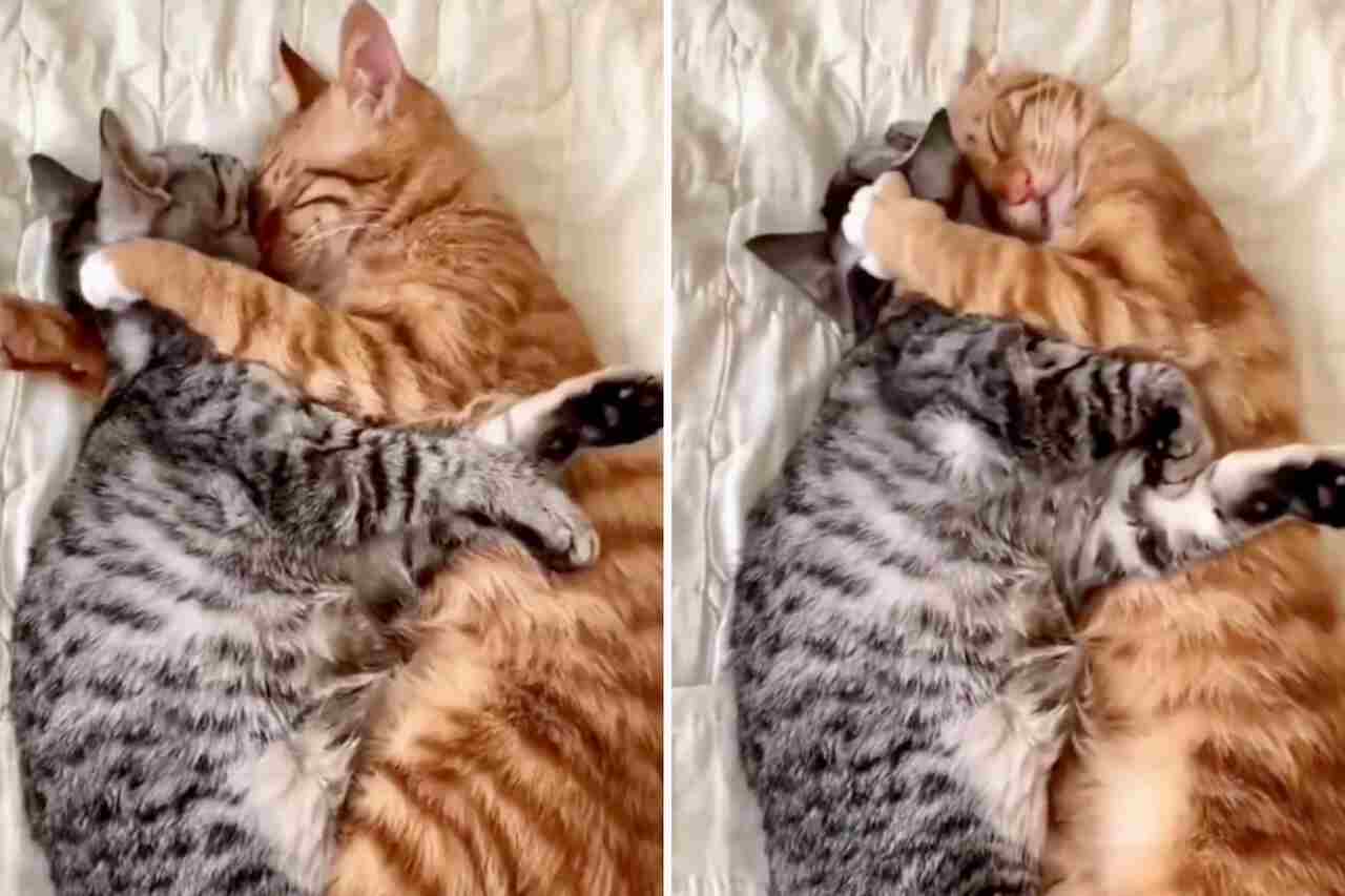 Video adorabil: Dificilmente vei găsi un cuplu de pisici mai îndrăgostit decât acesta