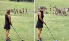 Vídeo fofo: cangurus interrompem partida de golfe na Austrália