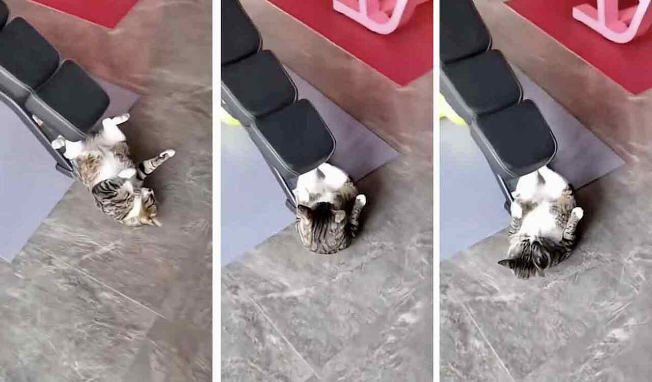 Video amuzant: Pui de pisică fitness se străduiește să-și subțieze talia