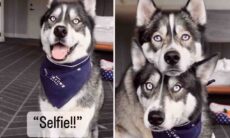 Vídeo fofo: ao ouvir a palavra 'selfie', cãezinhos fazem pose afetuosa
