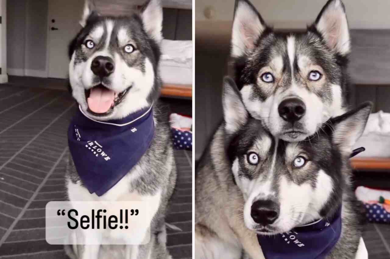 Schattige video: Als ze het woord 'selfie' horen, nemen puppies een liefdevolle houding aan