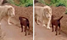 Vídeo impressionante: leão galanteador beija pata de cão