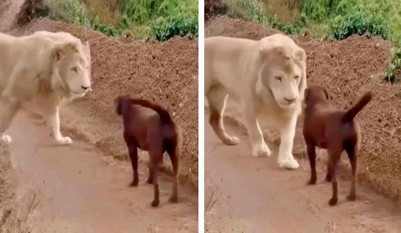 Imponerande video: charmig lejon kysser hundens tass