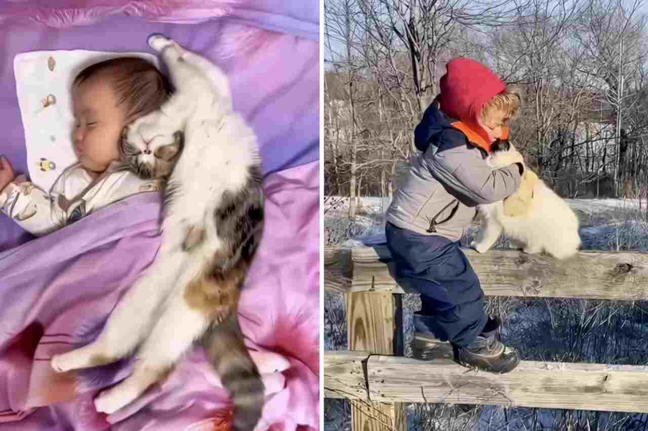 Detta video med katter och barn är det sötaste du kommer att se idag