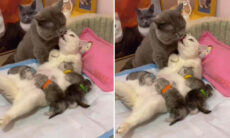 Vídeo fofo: filhotes não impedem que papai e mamãe gato tenham momento romântico