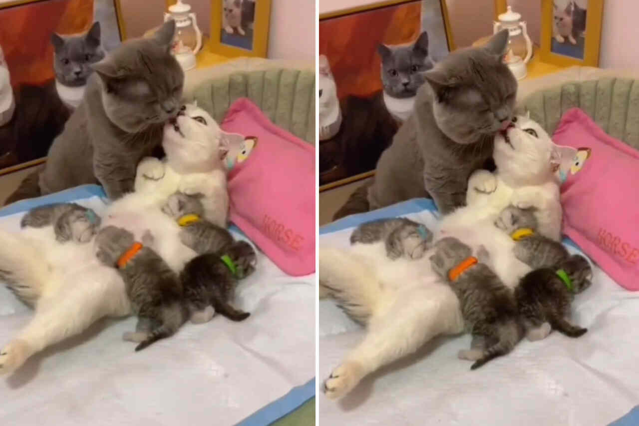 Video adorabil: Puii nu îi opresc pe tata și mama pisică să aibă un moment romantic