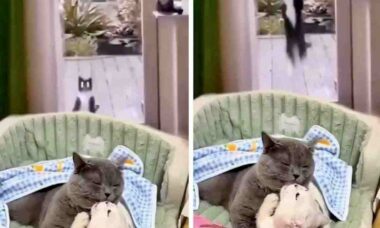 Vídeo hilário: ao flagrar parceira com outro, gato tem reação desesperada