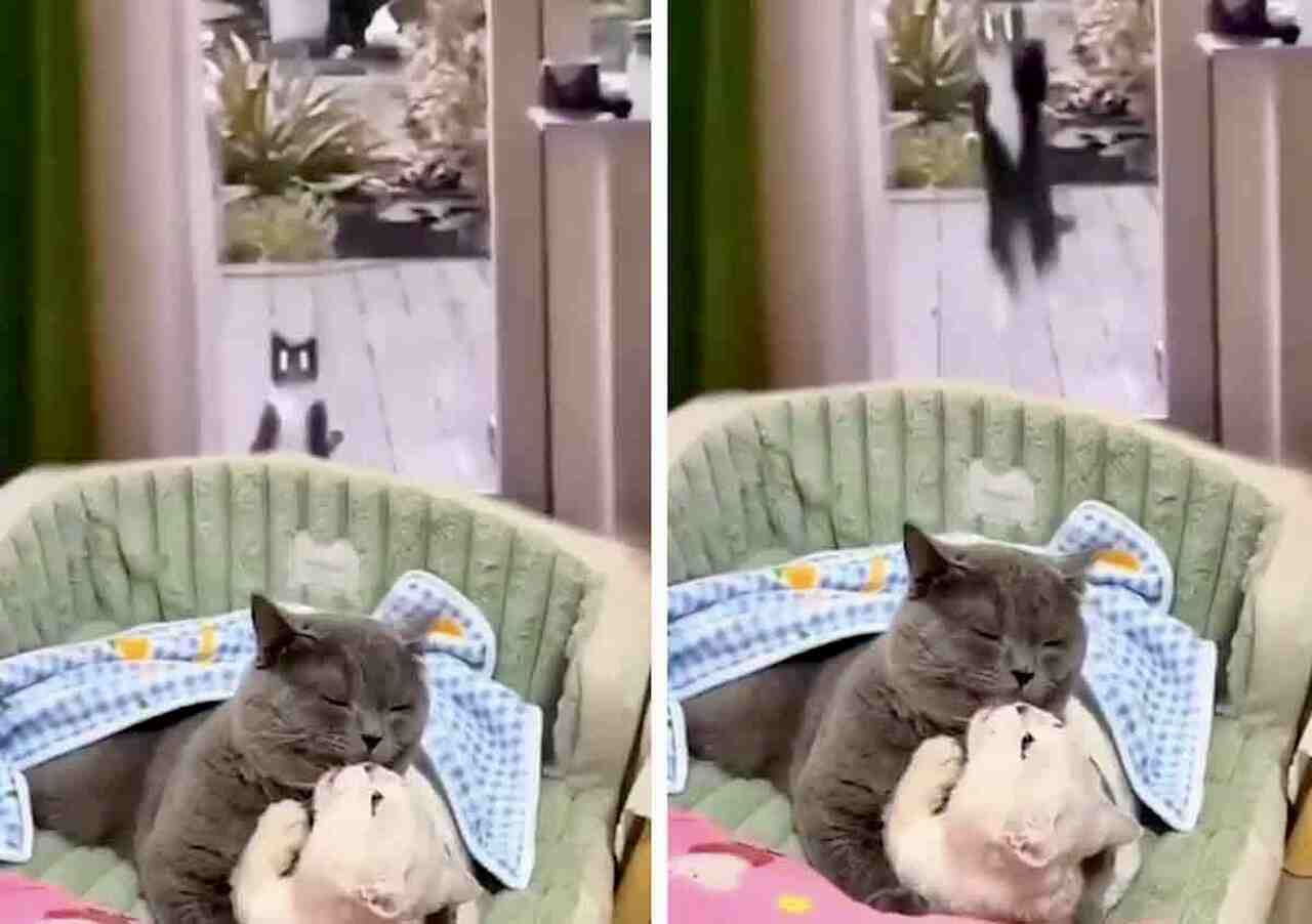 Video Divertente: Gatto Reagisce Disperatamente Sorprendendo il Suo Partner con un Altro