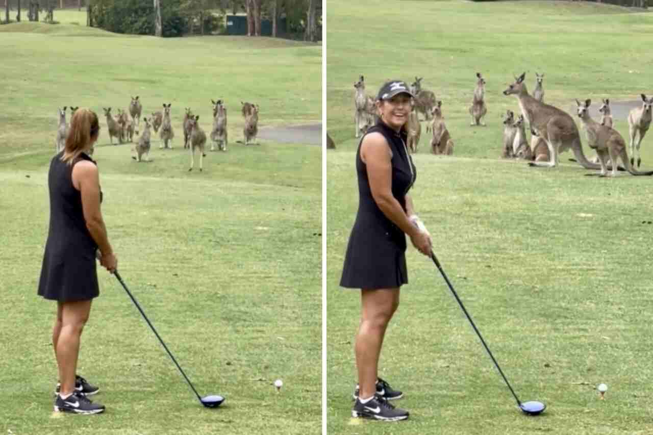 Vídeo fofo: cangurus interrompem partida de golfe na Austrália