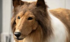 Homem que gastou US$ 15 mil para 'virar' cachorro está atrás de um amor