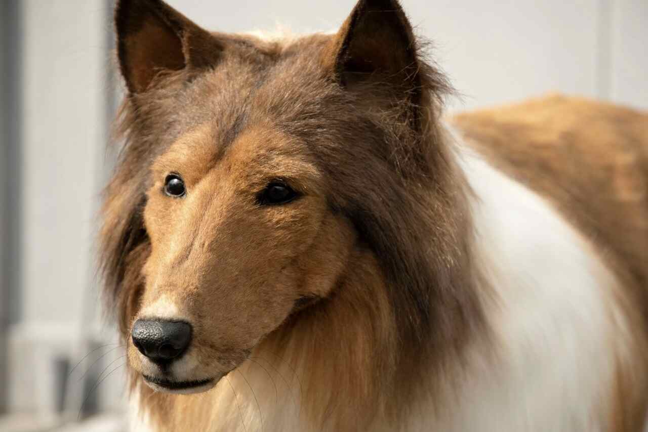 Man Who Spent $15,000 to 'Become' a Dog Is Looking for Love
