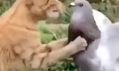 Quem vence uma luta entre pombo e gato? Assista ao vídeo