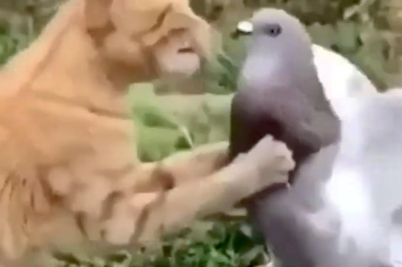 Vem vinner en kamp mellan en duva och en katt? Titta på videon