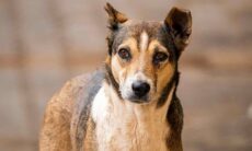 Cachorro rouba sanduíche de mulher, que tenta esfaqueá-lo, mas acerta menina de 1 ano