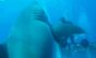 Vídeo: Conheça Deep Blue, o maior tubarão-branco do mundo.Fotos e vídeo: Reprodução Facebook @amaukua