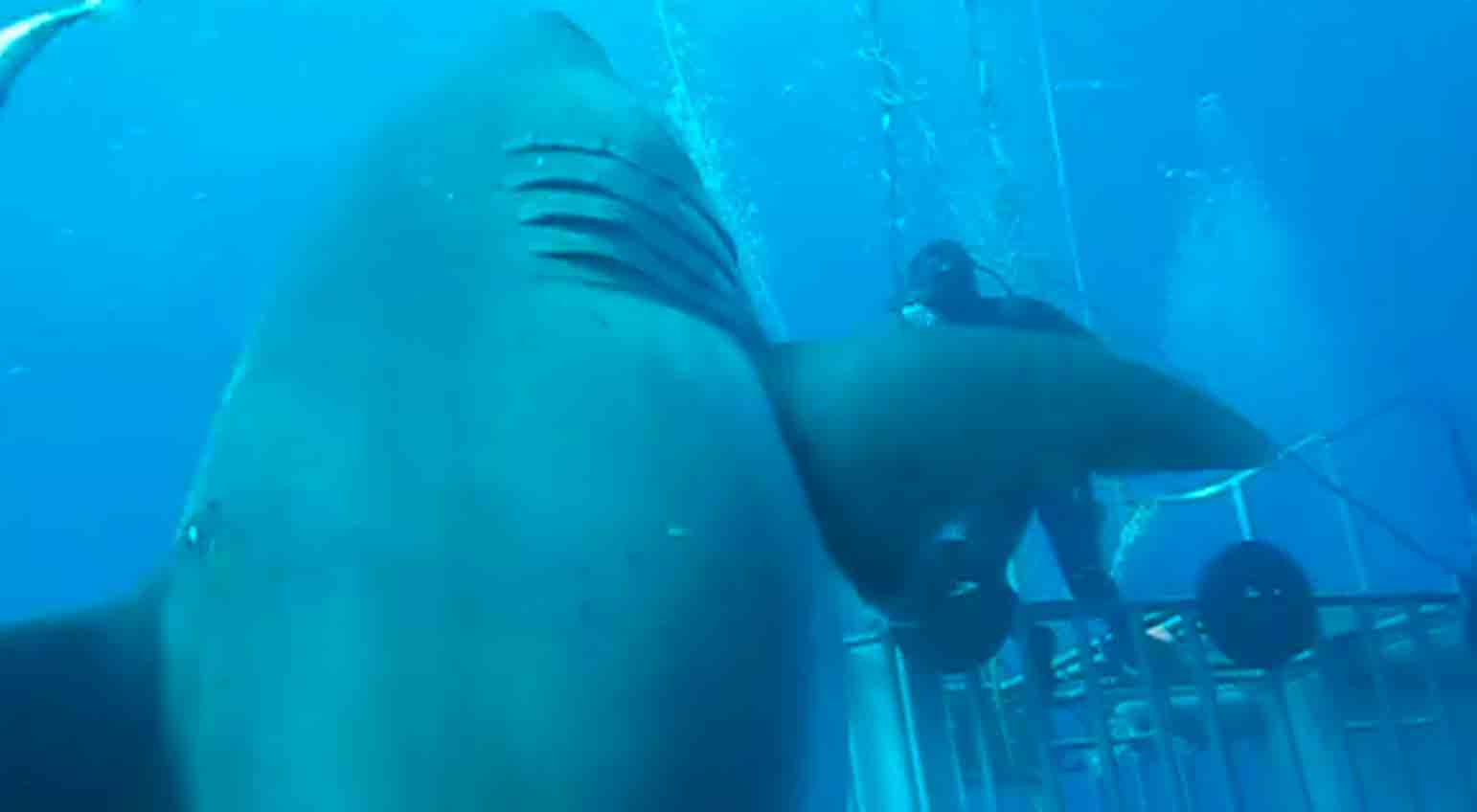 Video: Ontmoet Deep Blue, de grootste witte haai ter wereld. Foto's en video: Reproductie Facebook @amaukua