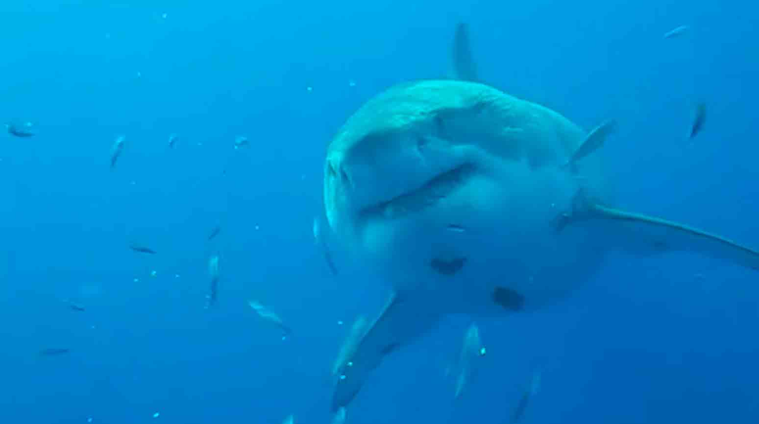 視頻：認識Deep Blue，世界上最大的大白鯊。照片和視頻：Facebook @amaukua重現