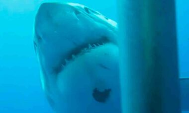 Vídeo: Conheça Deep Blue, o maior tubarão-branco do mundo.Fotos e vídeo: Reprodução Facebook @amaukua
