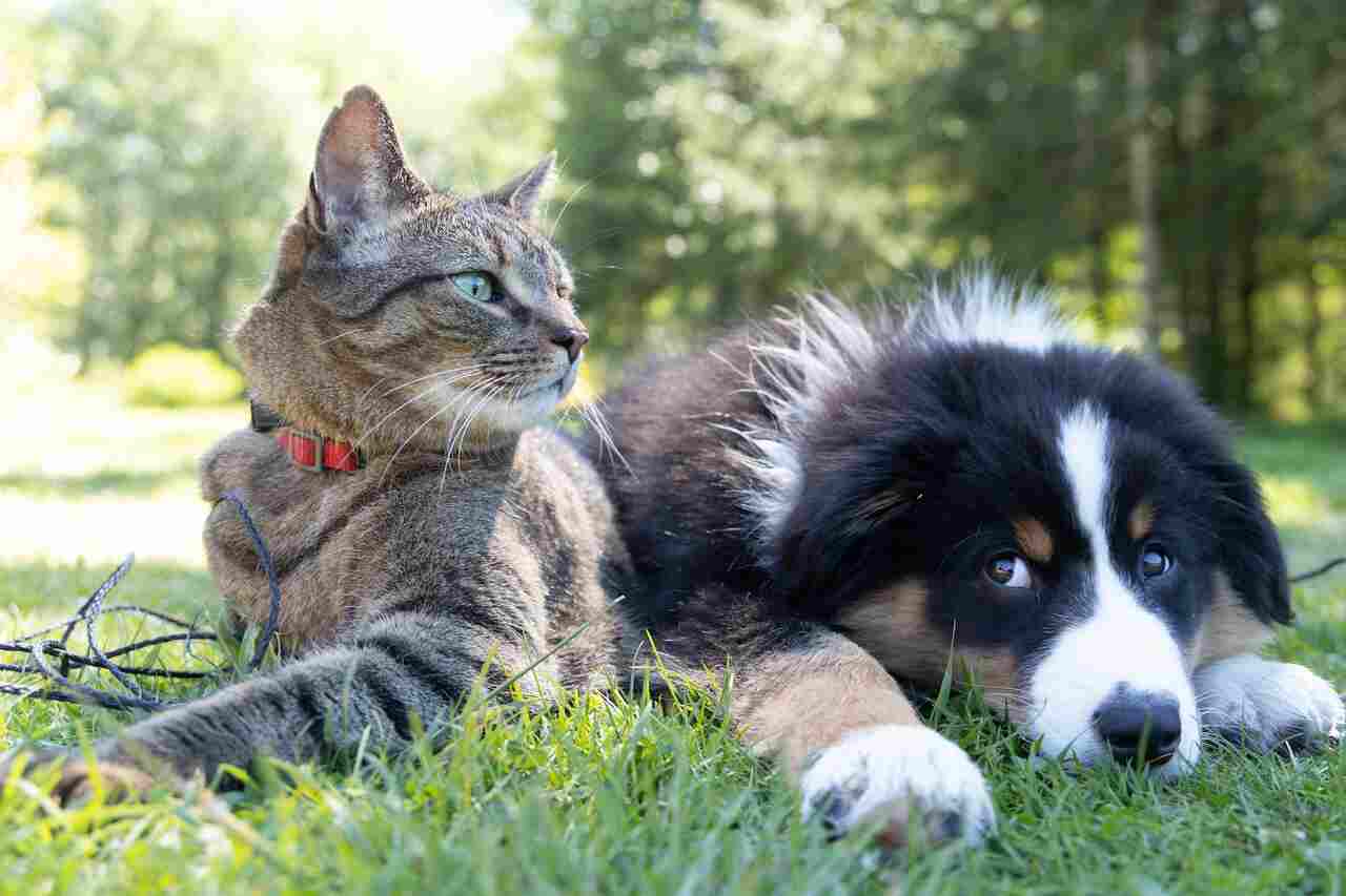 Who's Happier, Dog Owners or Cat Owners? Psychologist Answers