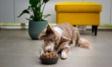 Quer alongar a vida do seu pet? Cuide da quantidade de ração que vai para o pote