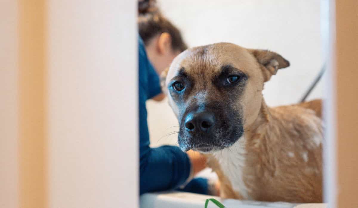 15% of owners take a shower with their pets, suggests research