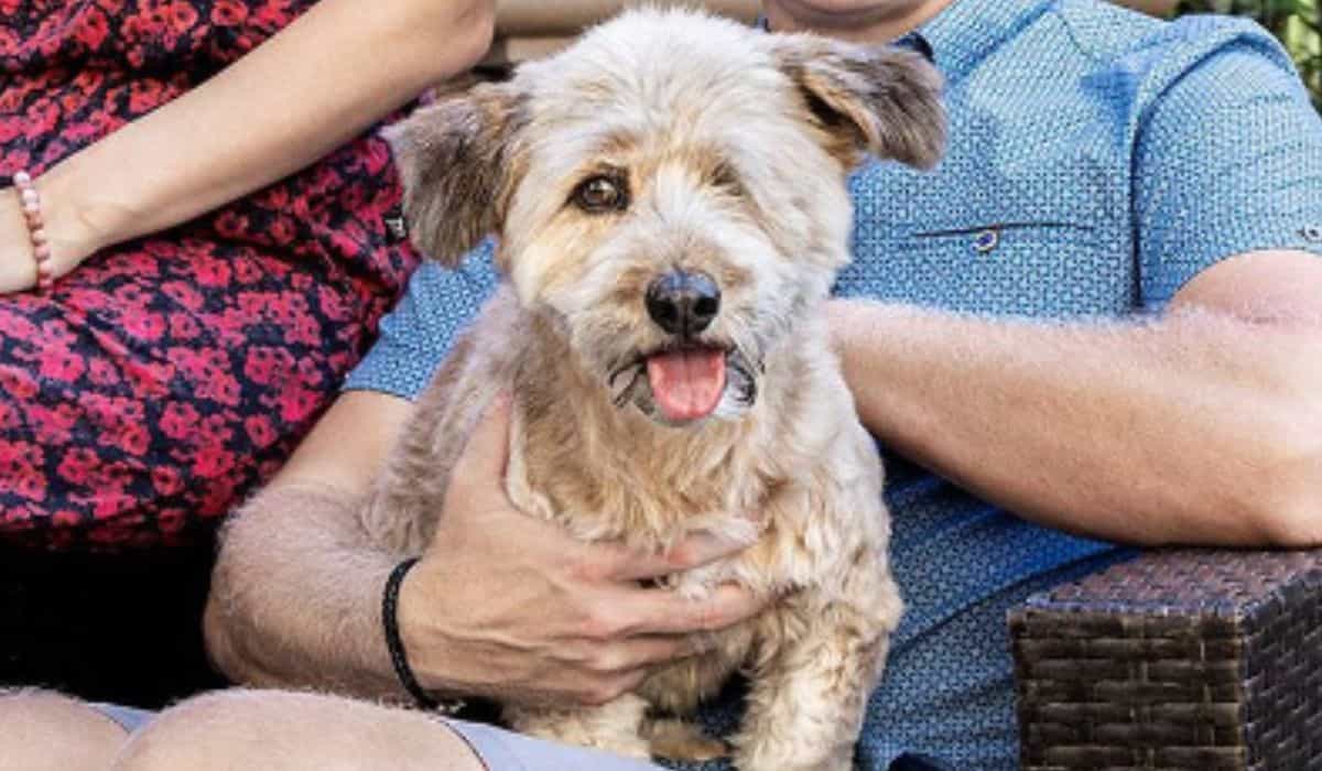Chien avec seulement un œil remporte le concours du chien adopté le plus mignon du monde