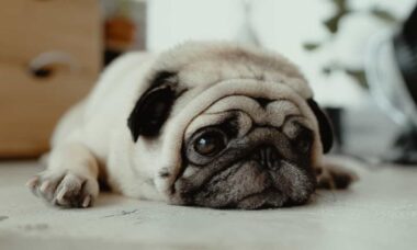 3 razões pelas quais o seu cão pode estar triste, segundo especialista