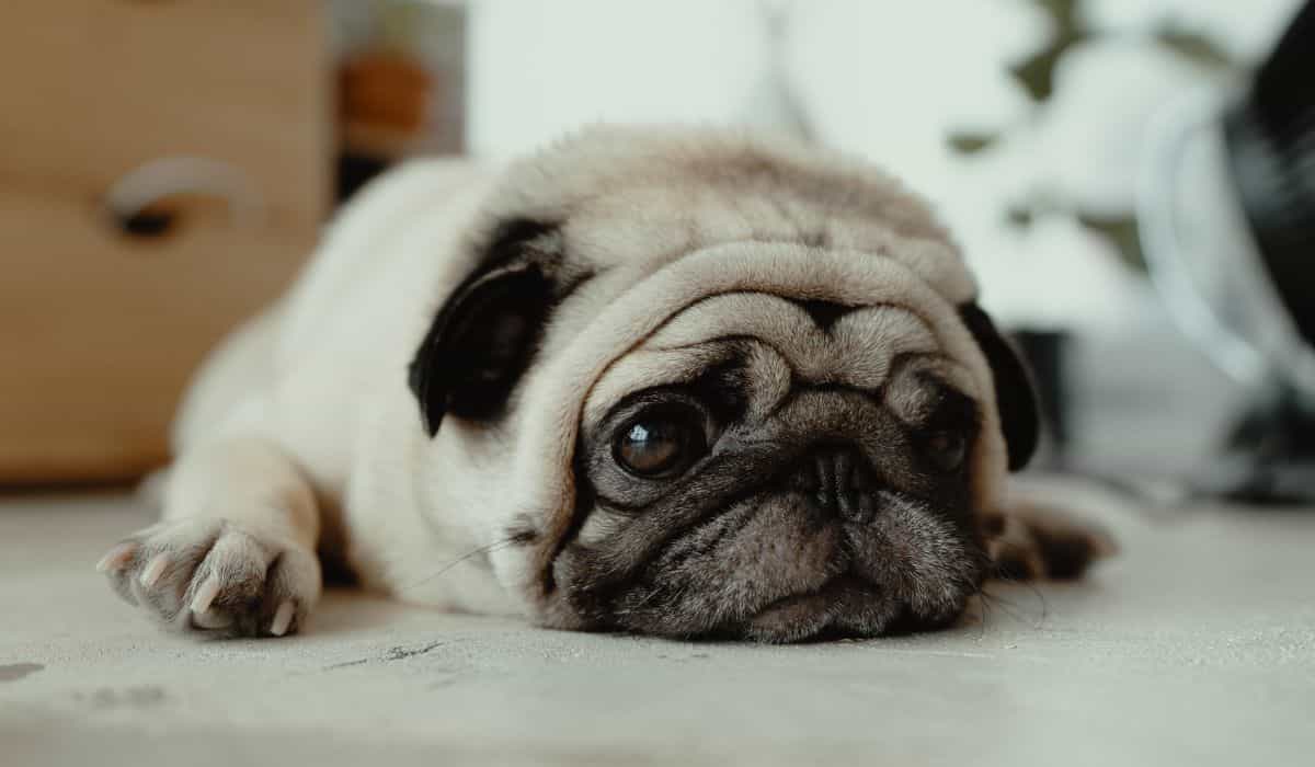 3 syytä siihen, miksi koira voi olla surullinen, asiantuntijan mukaan