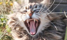 Dicas ajudam a manter a saúde bucal do seu gato sempre em dia